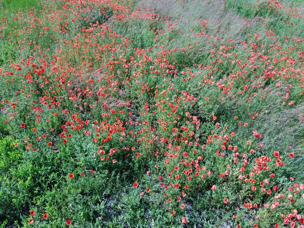 Papoilas Vermelhas Florescem Entre Ervas Campo Tempo Ensolarado Vista Aérea — Fotografia de Stock