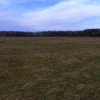 Serin bir bahar akşamında, ormanın üzerindeki mavi gökyüzü. Alan.
