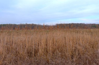 Bir bahar akşamında kuru sazların üzerinde büyür. Bulutlu hava, manzara.