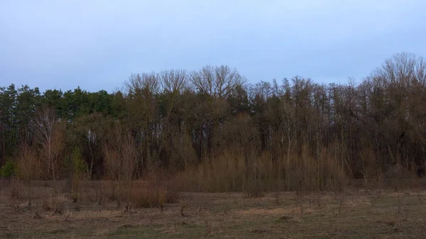 Borde Bosque Sin Hojas Marzo Árboles Primavera Desnudos Paisaje — Foto de Stock