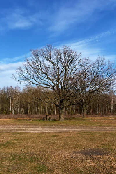 Dva Krásné Větvené Stromy Okraji Lesa Jarní Krajina — Stock fotografie