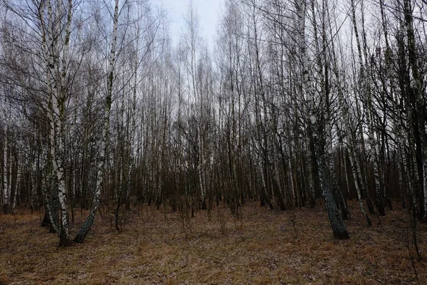 Birch Grove Uma Noite Primavera Árvores Sem Folhas Anoitecer Clima — Fotografia de Stock