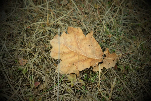 Траві Лежить Висушений Дубовий Лист Осінній Лист Крупним Планом Осінню — стокове фото