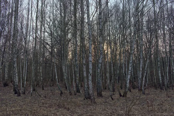 Birch Grove Spring Evening Leafless Trees Dusk Overcast Weather — Stock Photo, Image