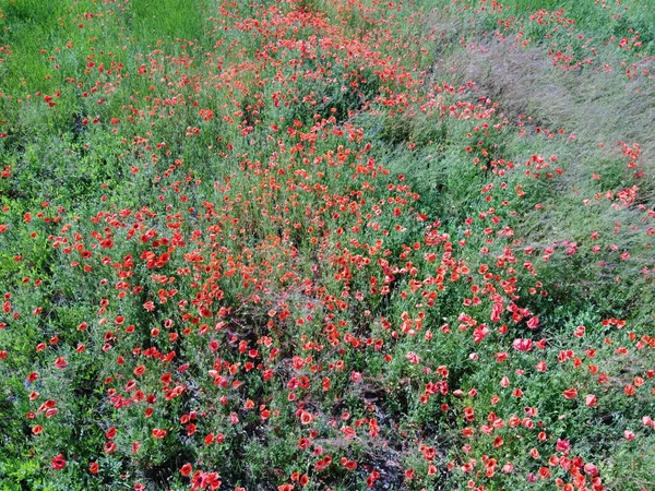 Las Amapolas Rojas Florecen Entre Las Hierbas Campo Tiempo Soleado — Foto de Stock