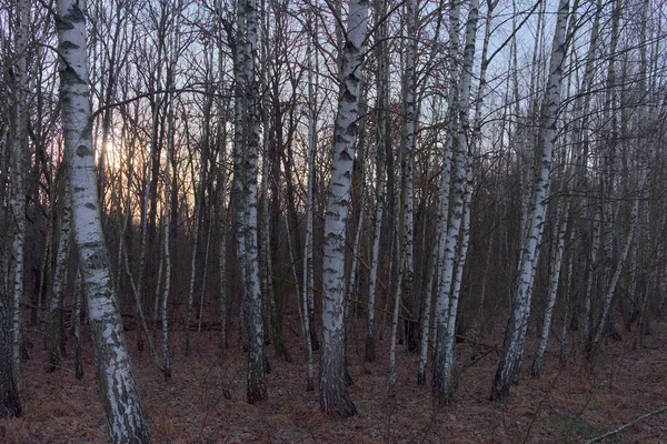 Birch Grove Jarního Večera Bezlisté Stromy Soumraku Zataženo — Stock fotografie