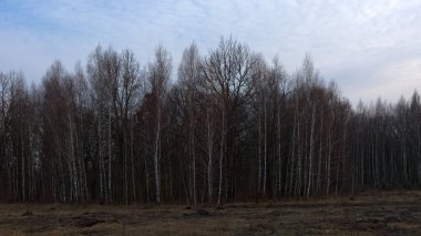 Bahar akşamında bir huş ağacı korusu. Mart 'ta yapraksız ağaçlar.