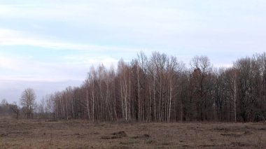 Mart ayında yapraksız bir ormanın kenarında. Çıplak kaynak ağaçları. Peyzaj.