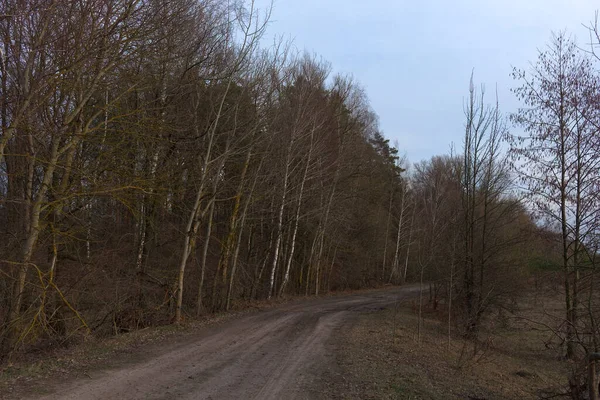 Дерева Ростуть Узбіччі Сільської Дороги Ввечері Ряд Дерев Під Час — стокове фото