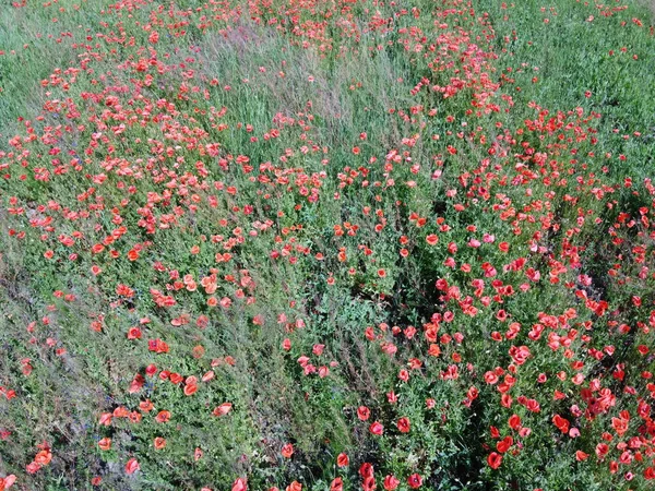 Roter Mohn Blüht Inmitten Von Feldkräutern Bei Sonnigem Wetter Luftaufnahme — Stockfoto