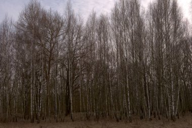 Birch Grove bir bahar akşamında. Alacakaranlıkta yapraksız ağaçlar. Bulutlu hava.