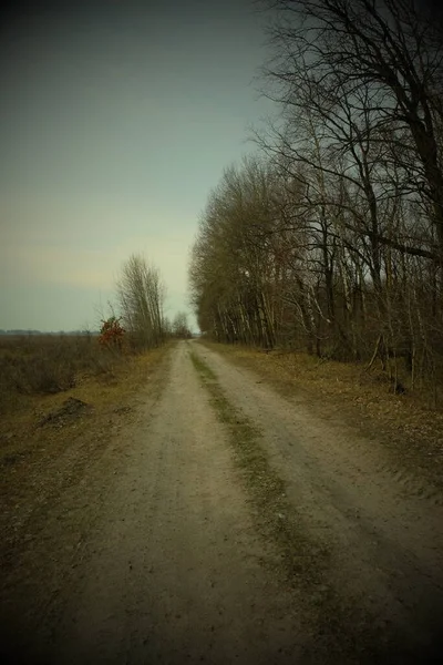 Alberi Che Crescono Sul Lato Una Strada Campagna Sera Una — Foto Stock