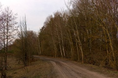 Akşamları bir köy yolunun kenarında ağaçlar büyüyor. Alacakaranlıkta bir sıra ağaç. Akşam manzarası. Baharda yapraksız ağaçlar.