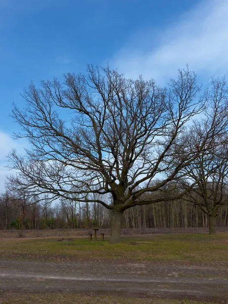 Krásný Větvovitý Strom Pláni Krajina — Stock fotografie