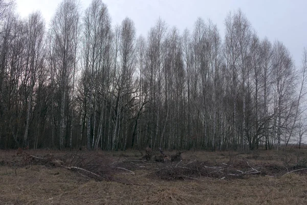 Birch Grove Bir Bahar Akşamında Alacakaranlıkta Yapraksız Ağaçlar Bulutlu Hava — Stok fotoğraf