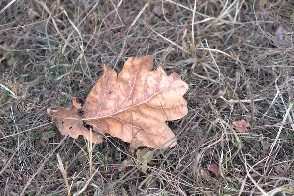 Траве Лежит Сухой Дубовый Лист Осенний Лист Закрывается Увядшая Осенняя — стоковое фото