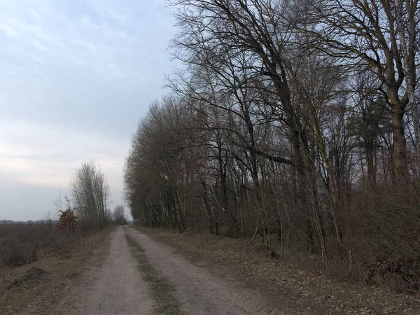 Akşamları bir köy yolunun kenarında ağaçlar büyüyor. Alacakaranlıkta bir sıra ağaç. Akşam manzarası. Baharda yapraksız ağaçlar.