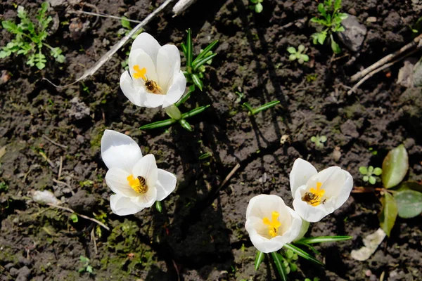 Μέλισσες Συλλέγουν Νέκταρ Από Μικρά Λευκά Ανοιξιάτικα Λουλούδια Φύση — Φωτογραφία Αρχείου