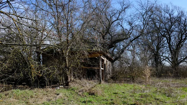 木々の間に古い放棄された村の家の遺跡 暗がりの古い廃屋だ — ストック写真