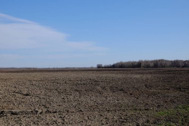 Güneşli bir bahar gününde ekilmiş bir tarla. Çiftlik arazisi üzerinde mavi gökyüzü. Peyzaj.