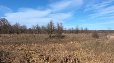 Güneşli bir bahar gününde küçük yapraksız ağaçlar. Kurutulmuş sazlıklar. Mavi gökyüzünde beyaz bulutlar. Peyzaj.