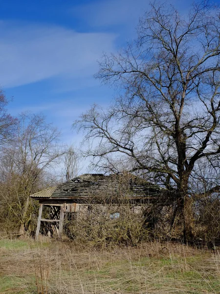 树林中一座废弃的旧村舍的废墟 灌木丛中一座废弃的老房子 — 图库照片
