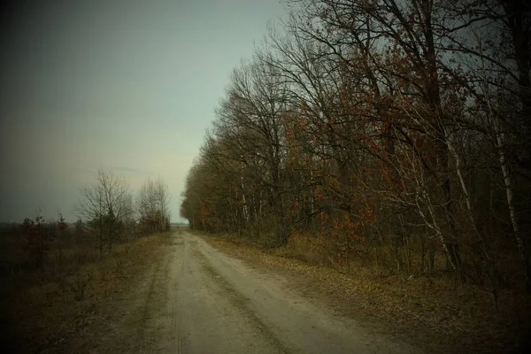 夜になると田舎道の脇に木が生えてきます 夕暮れ時の木の列 夕方の風景 春に葉の木 — ストック写真