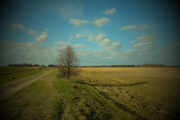 Small Tree Dirt Road Field Spring Landscape Vignette — Stock Photo, Image