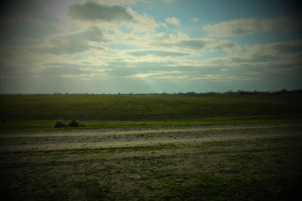 Petržel Vyraší Jaře Farmě Zemědělské Pole Jarní Krajina Vignette — Stock fotografie