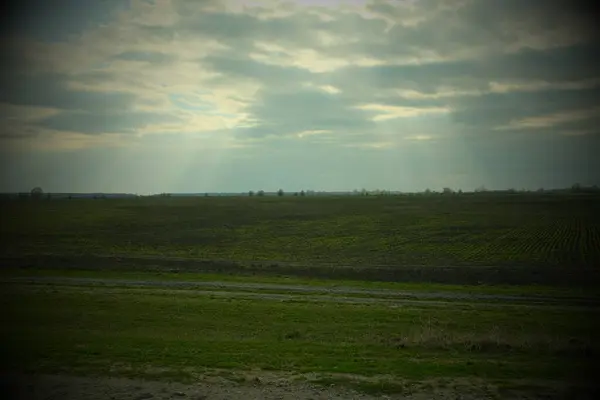 Wiosną Pietruszka Kiełkuje Polu Uprawnym Pole Uprawne Wiosenny Krajobraz Winieta — Zdjęcie stockowe