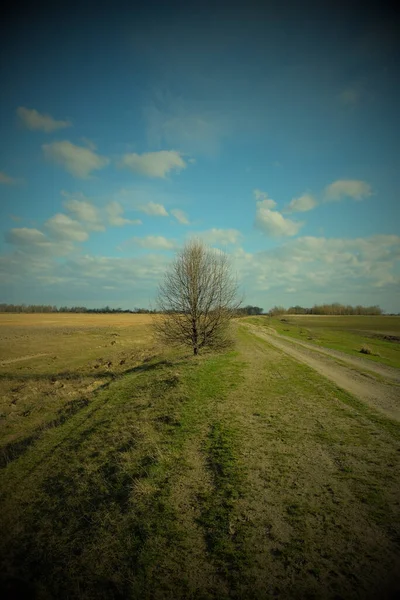 Pequena Árvore Perto Uma Estrada Terra Campo Paisagem Primavera Vinheta — Fotografia de Stock