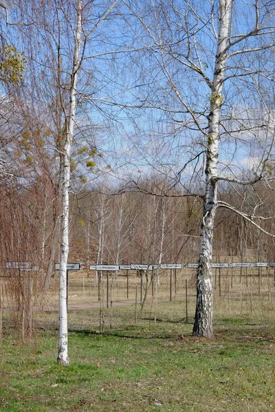 Birches Alley Names Abandoned Villages Chernobyl Nuclear Disaster Zone — Stock fotografie