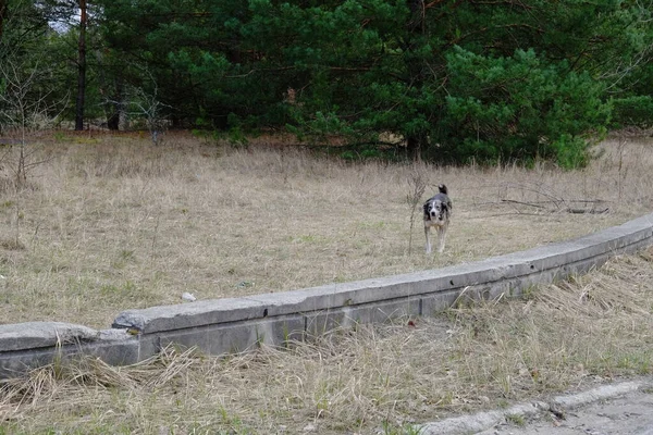 Perro Salvaje Zona Exclusión Chernobyl Animales Sin Hogar Territorio Contaminados — Foto de Stock