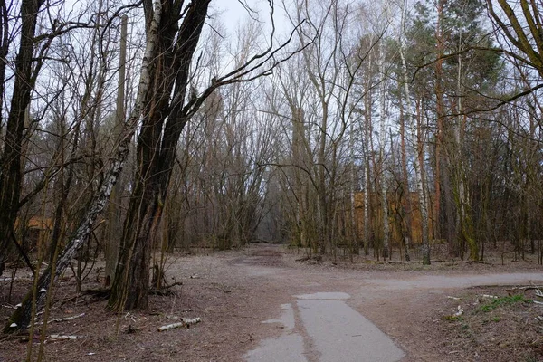 Opuszczone Ceglane Budynki Wśród Drzew Strefie Skażenia Czarnobylem — Zdjęcie stockowe
