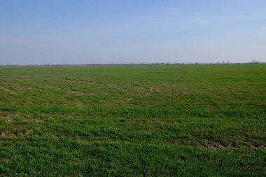Yeşil bir çiftlik arazisinin üzerindeki bulutsuz mavi gökyüzü. Taze bahar bitkileri. Peyzaj.