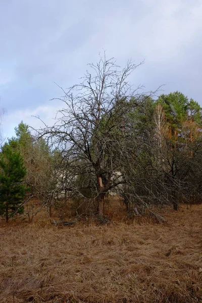 Krásná Podzimní Krajina Suchá Žlutá Tráva Zatažená Večerní Obloha — Stock fotografie