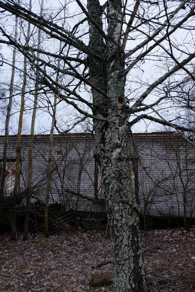 Εγκαταλελειμμένα Κτίρια Από Τούβλα Μεταξύ Δέντρων Στη Ζώνη Μόλυνσης Από — Φωτογραφία Αρχείου
