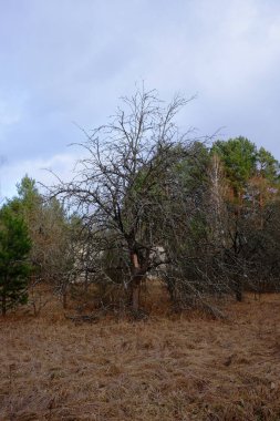 Güzel sonbahar manzarası. Kuru sarı çimenler. Bulutlu akşam gökyüzü.
