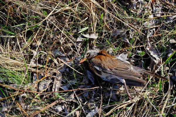 Oiseau Mort Repose Sur Herbe Animaux Morts — Photo