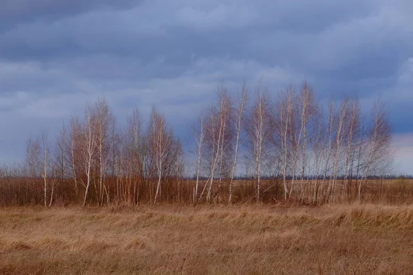 Sarı Sonbahar Otları Arasında Küçük Huş Ağaçları Yerin Üstünde Dramatik — Stok fotoğraf