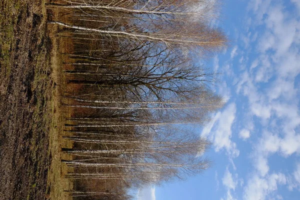 Blauwe Lucht Met Witte Wolken Boven Een Kleine Berkenbos Landschap — Stockfoto