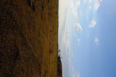 Bir tarlanın üzerindeki bulutlu gökyüzü. Uzakta küçük bir orman.
