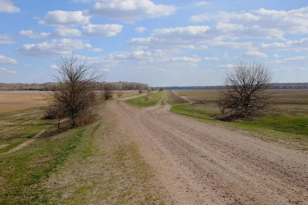 Tarlalar arasında geniş toprak yol. Yol kenarında bir ağaç. Peyzaj.