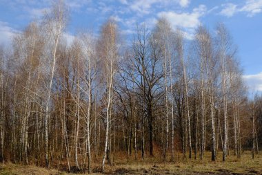 Küçük bir huş ağacının üzerinde beyaz bulutlu mavi gökyüzü. Peyzaj.