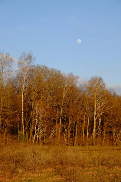 Pequena Lua Céu Sobre Floresta Outono Paisagem Noturna — Fotografia de Stock