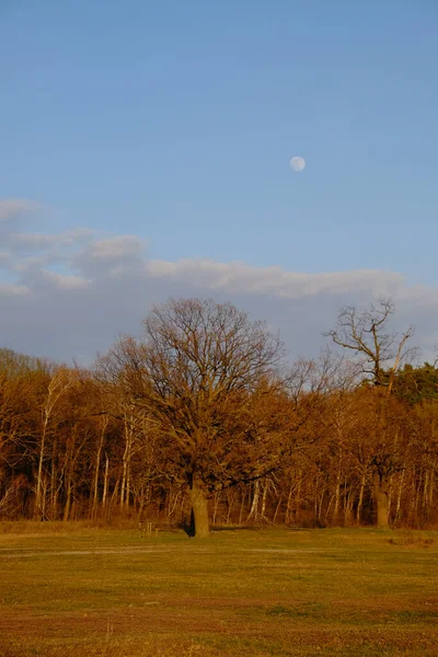 Pequena Lua Céu Sobre Floresta Outono Paisagem Noturna — Fotografia de Stock