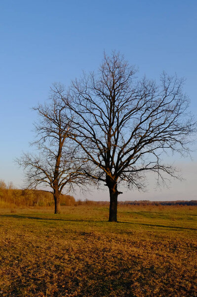 Large branched trees in the autumn evening.