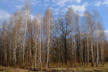 Küçük bir huş ağacının üzerinde beyaz bulutlu mavi gökyüzü. Peyzaj.
