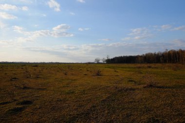 Bir tarlanın üzerindeki bulutlu gökyüzü. Uzakta küçük bir orman.
