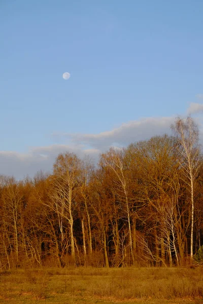 Pequena Lua Céu Sobre Floresta Outono Paisagem Noturna — Fotografia de Stock